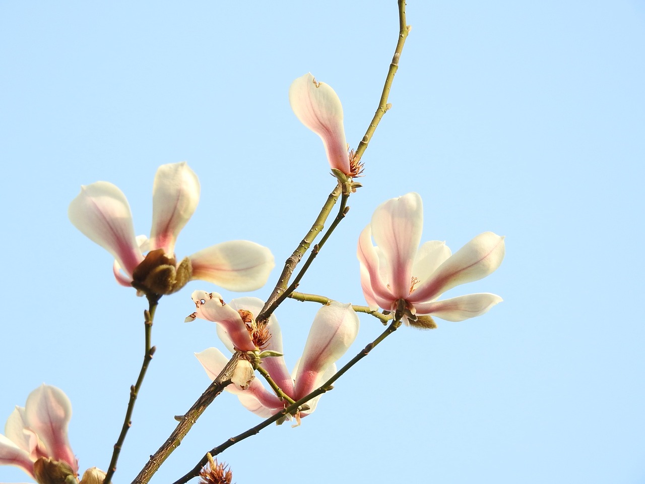 flower plant blue sky free photo