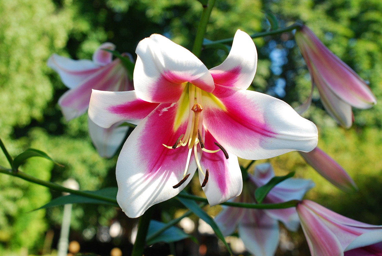 flower lily natural free photo