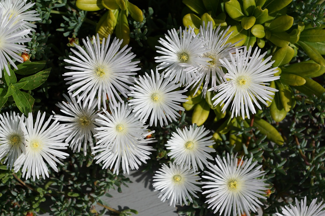 flower white aster free photo