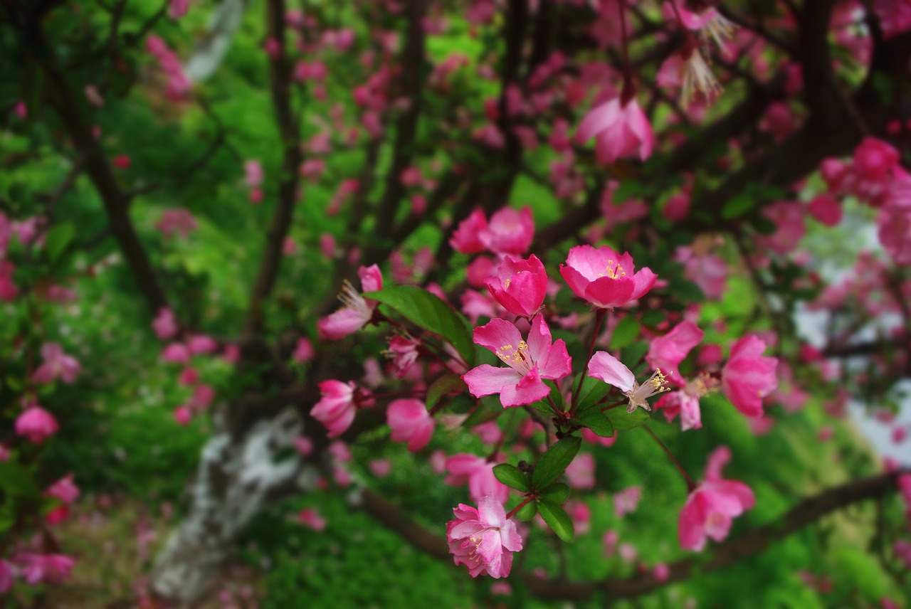 flower natural peach free photo