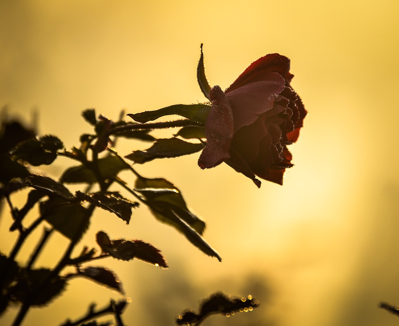 flower morning bloom free photo