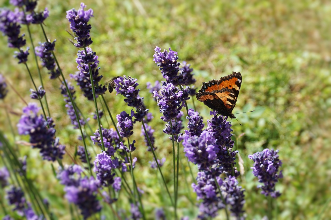 flower butterfly grass free photo