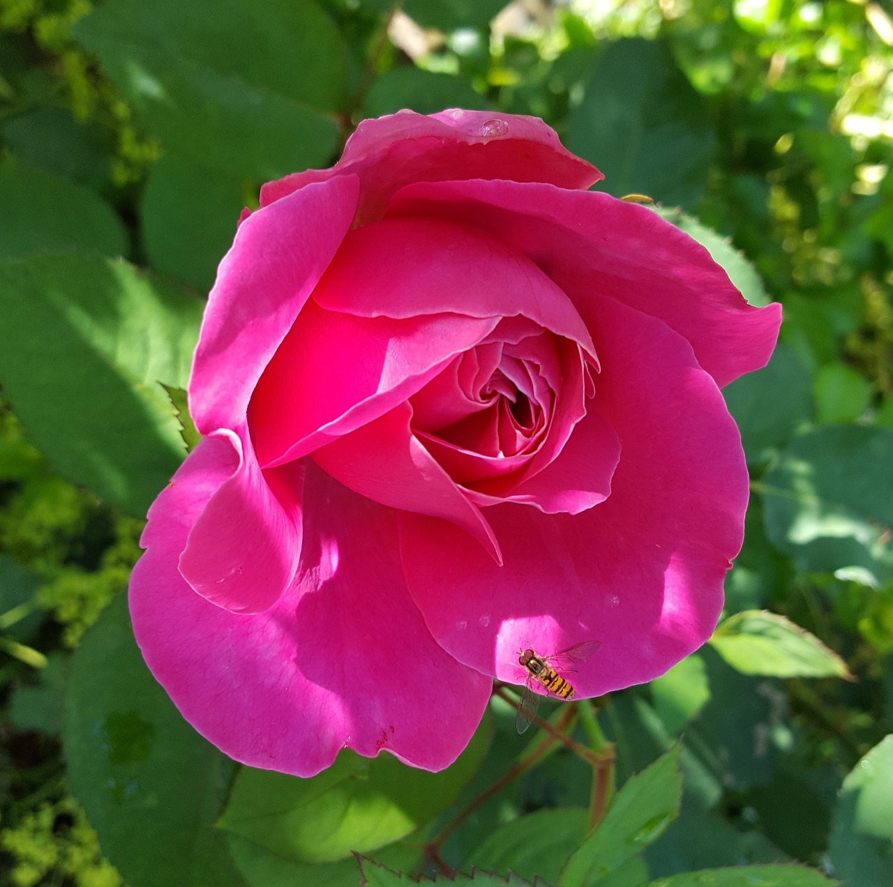 flower rose nature free photo