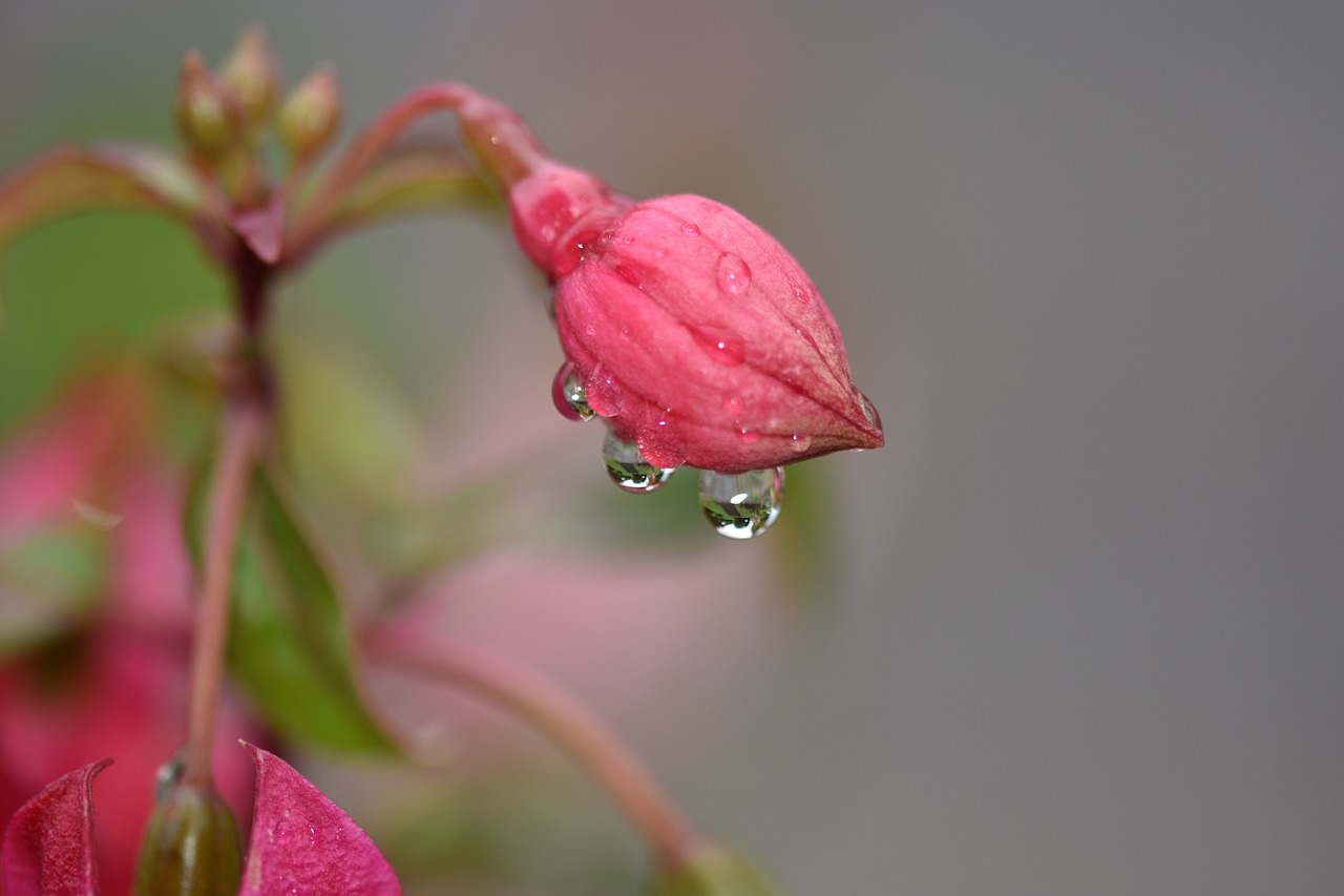 flower rain pink flower free photo