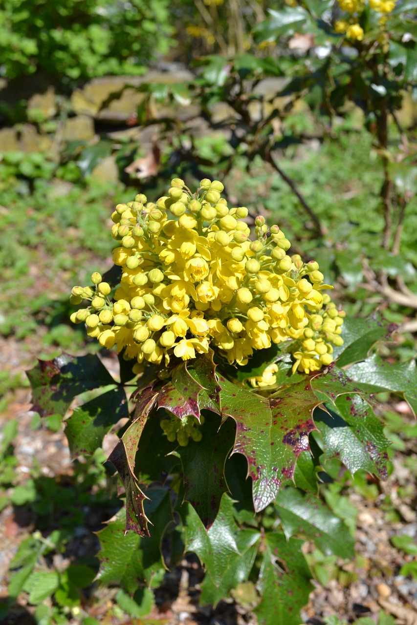 holly flower yellow free photo