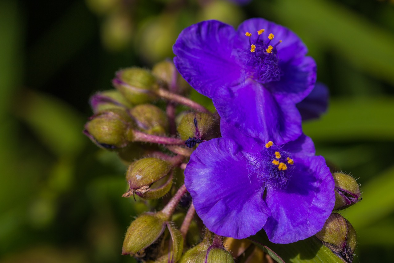 flower blue blossom free photo