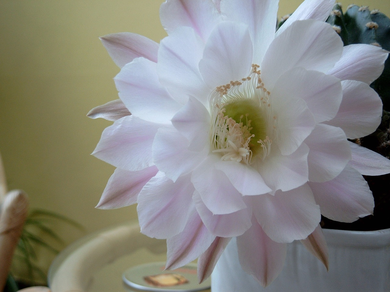 flower cactus flowers nature free photo