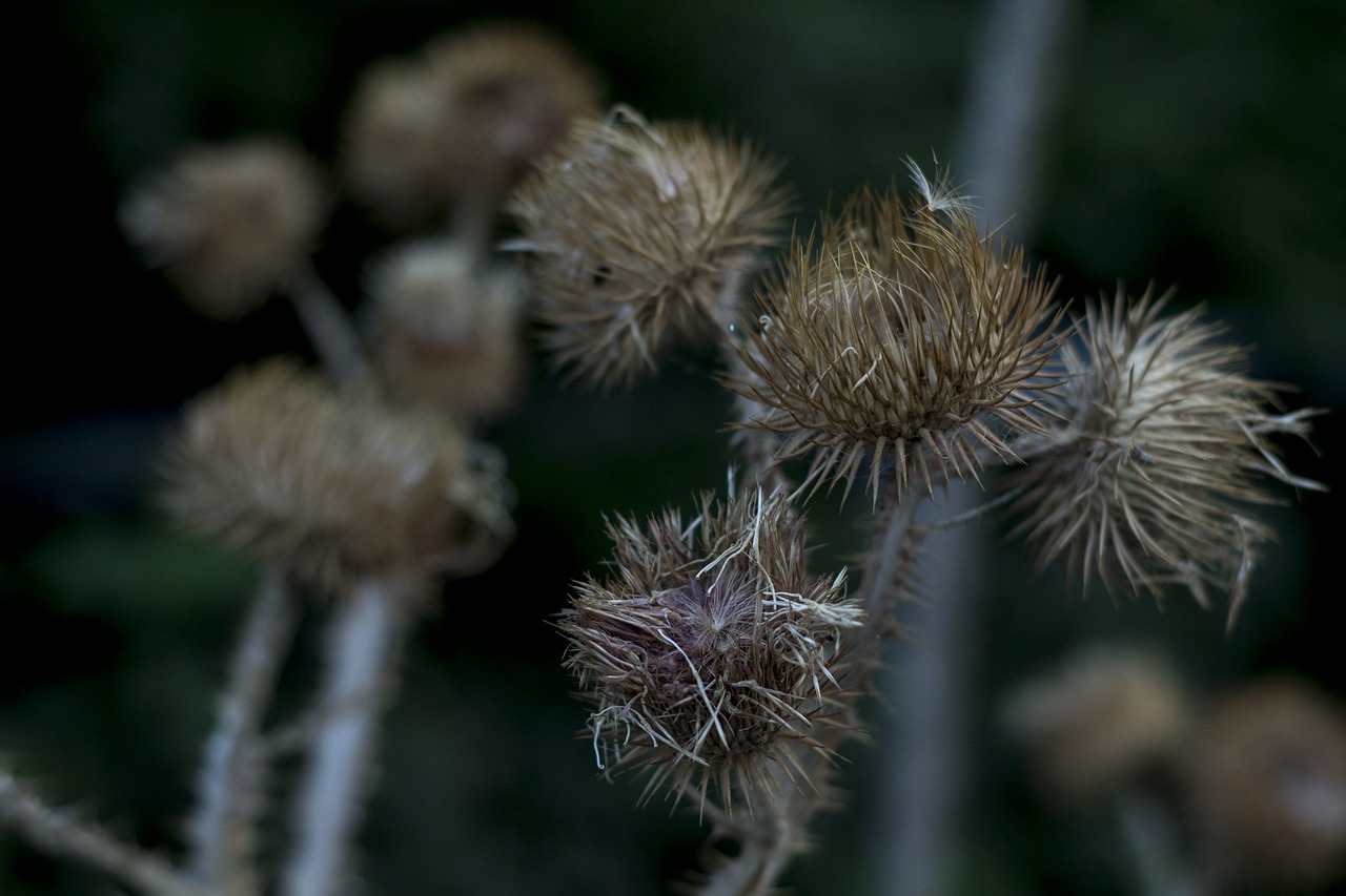 flower summer plant free photo