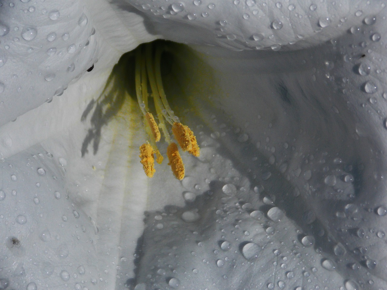 flower dew white free photo