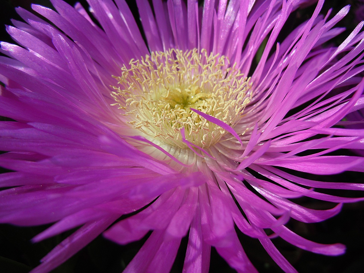 flower pollen nature free photo