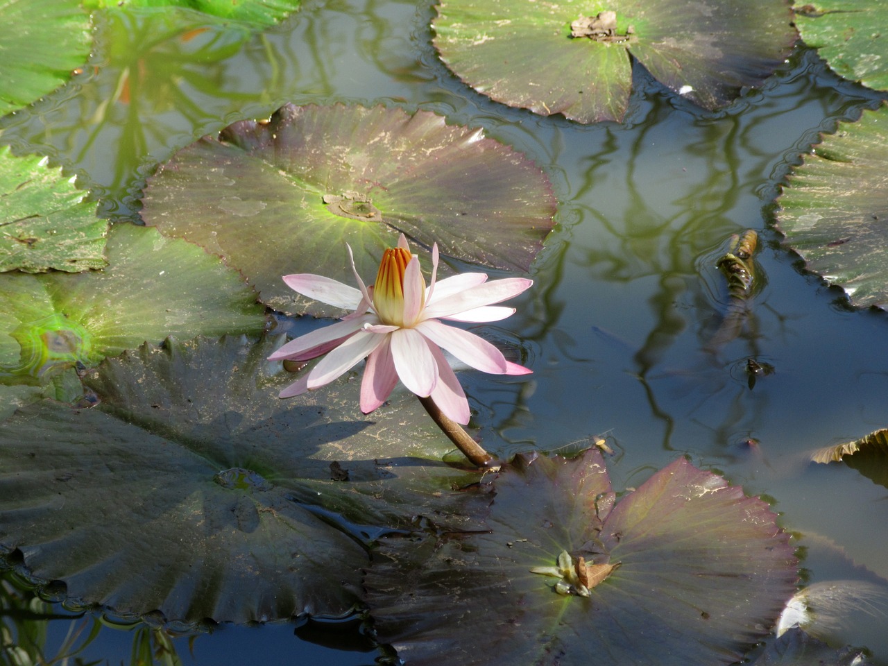 flower lotus flower lotus free photo