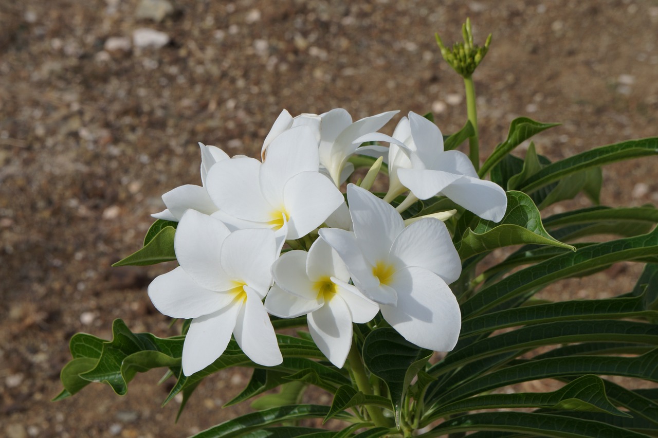 flower white plant free photo