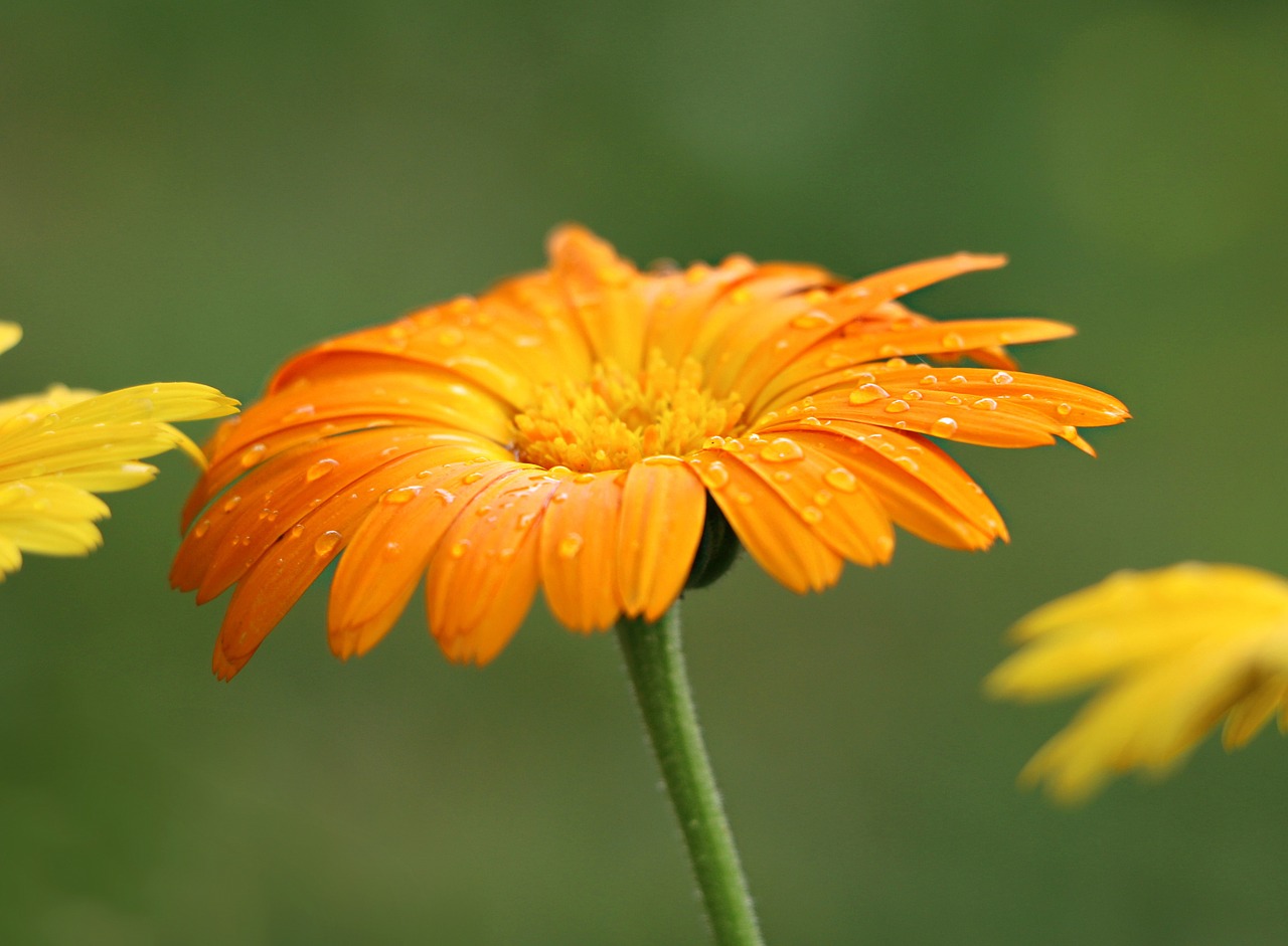 flower field orange free photo