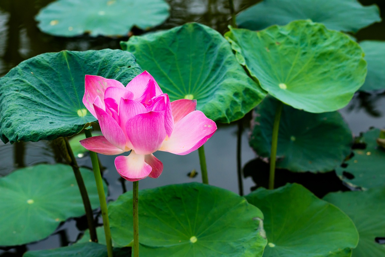 flower lotus throat free photo