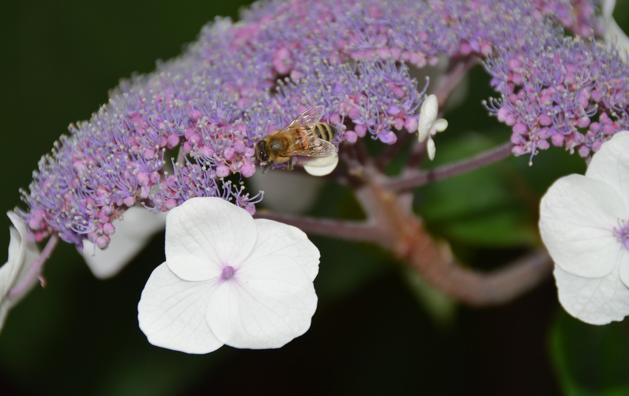 flower blossom bloom free photo