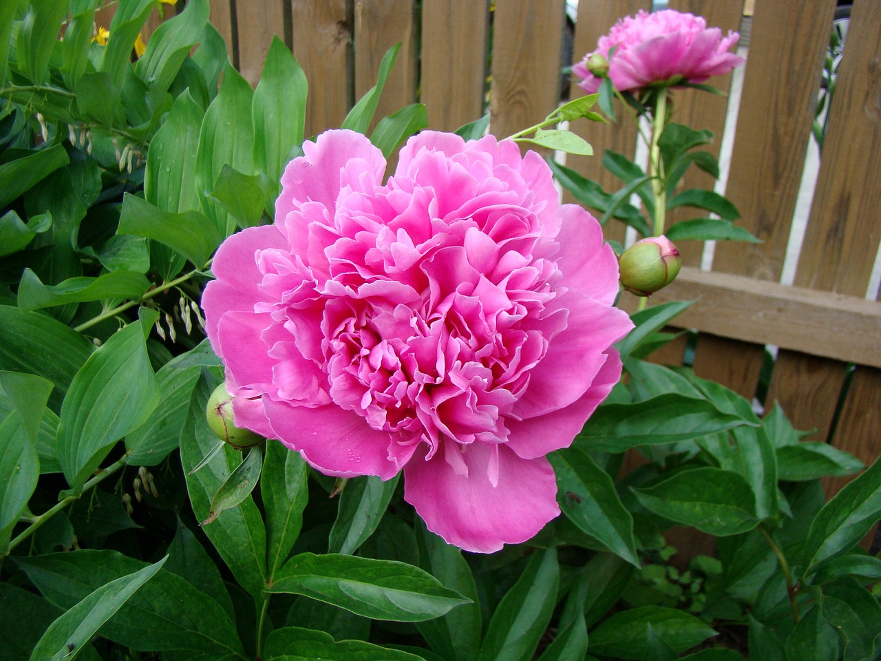 flower peony bloom free photo