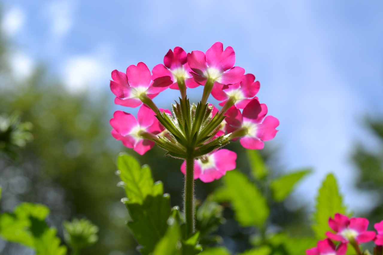 flower bloom nature free photo