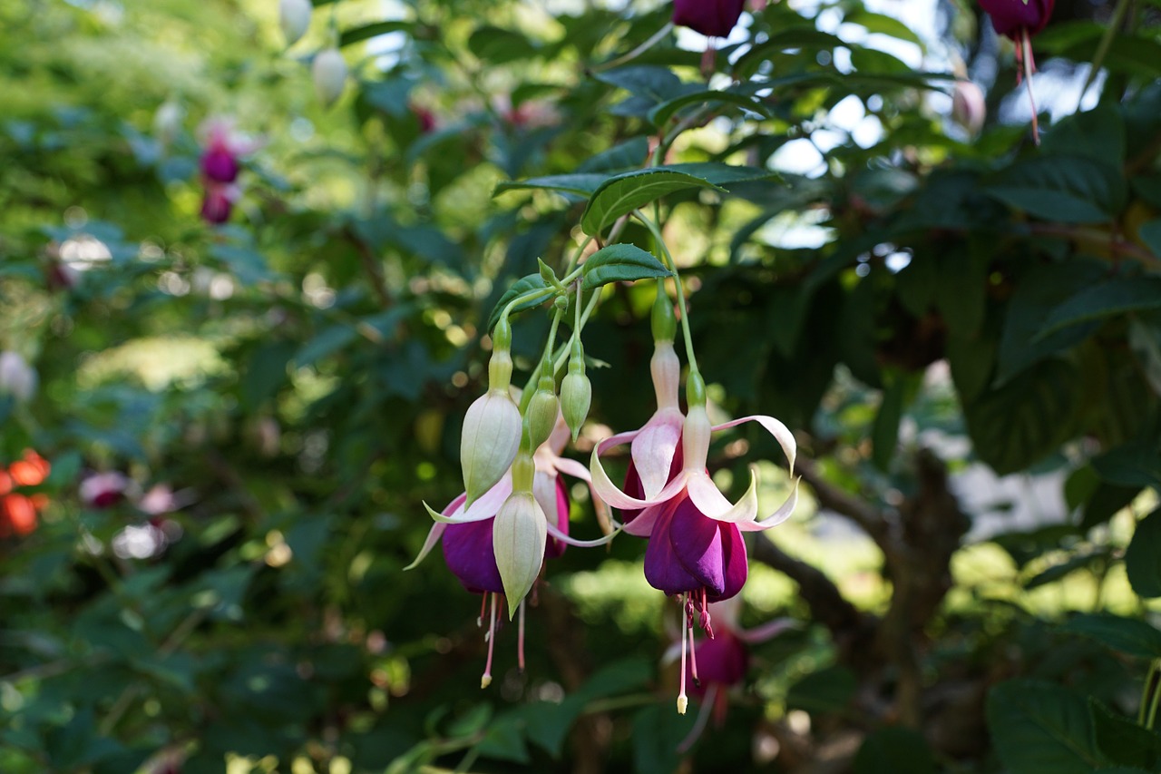 flower fuchsia botanical garden free photo