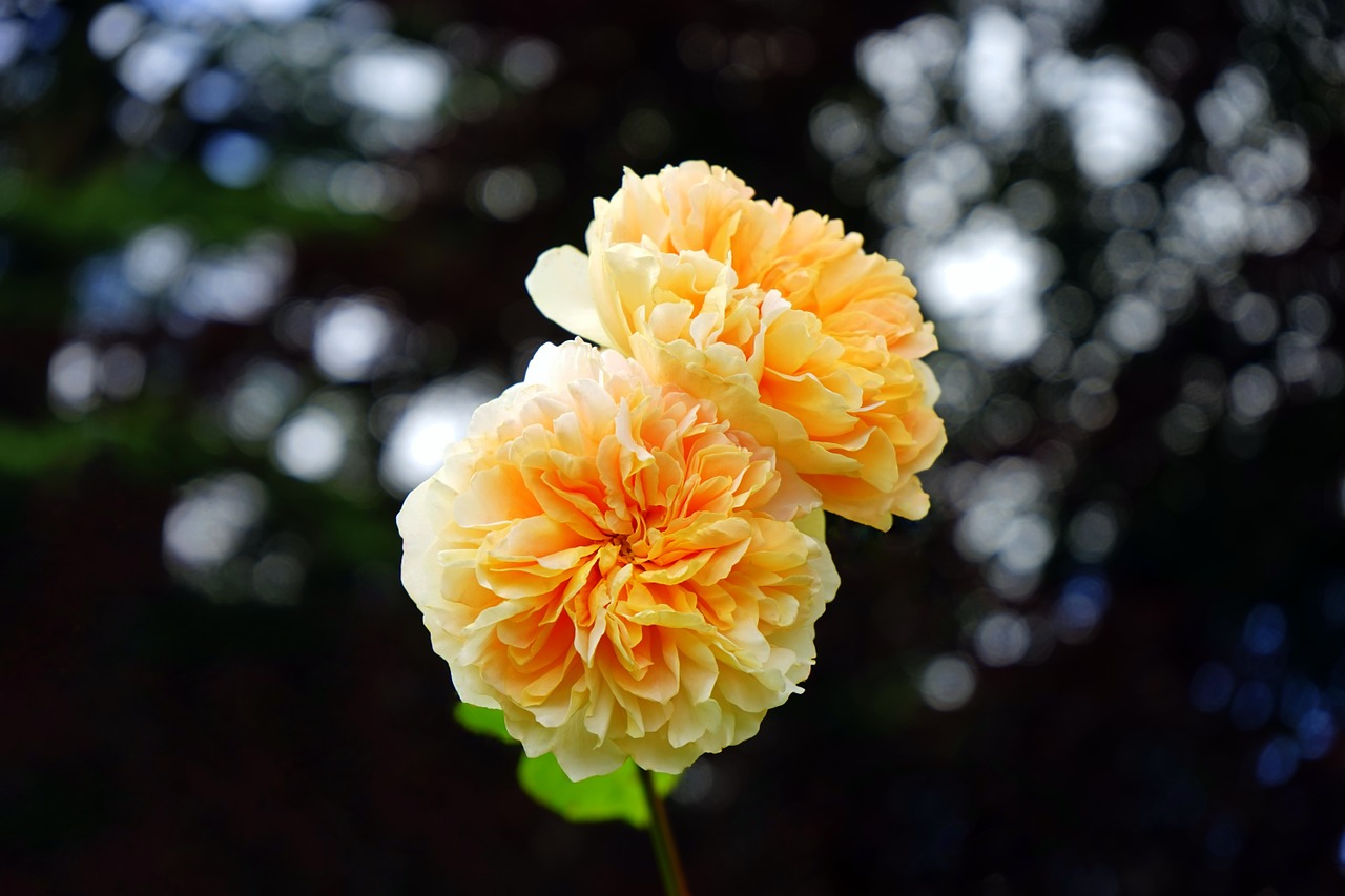 flower yellow yellow flowers free photo