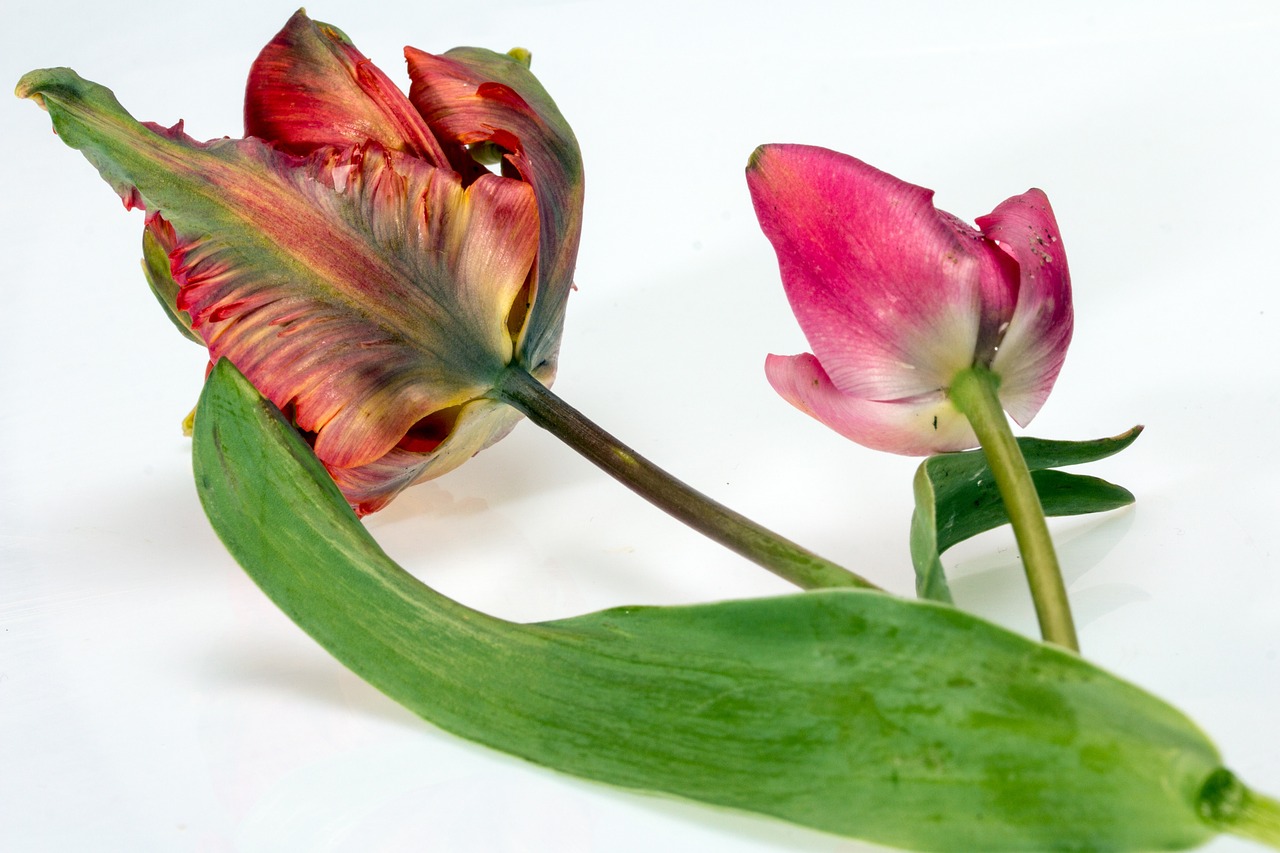flower tulips pink free photo