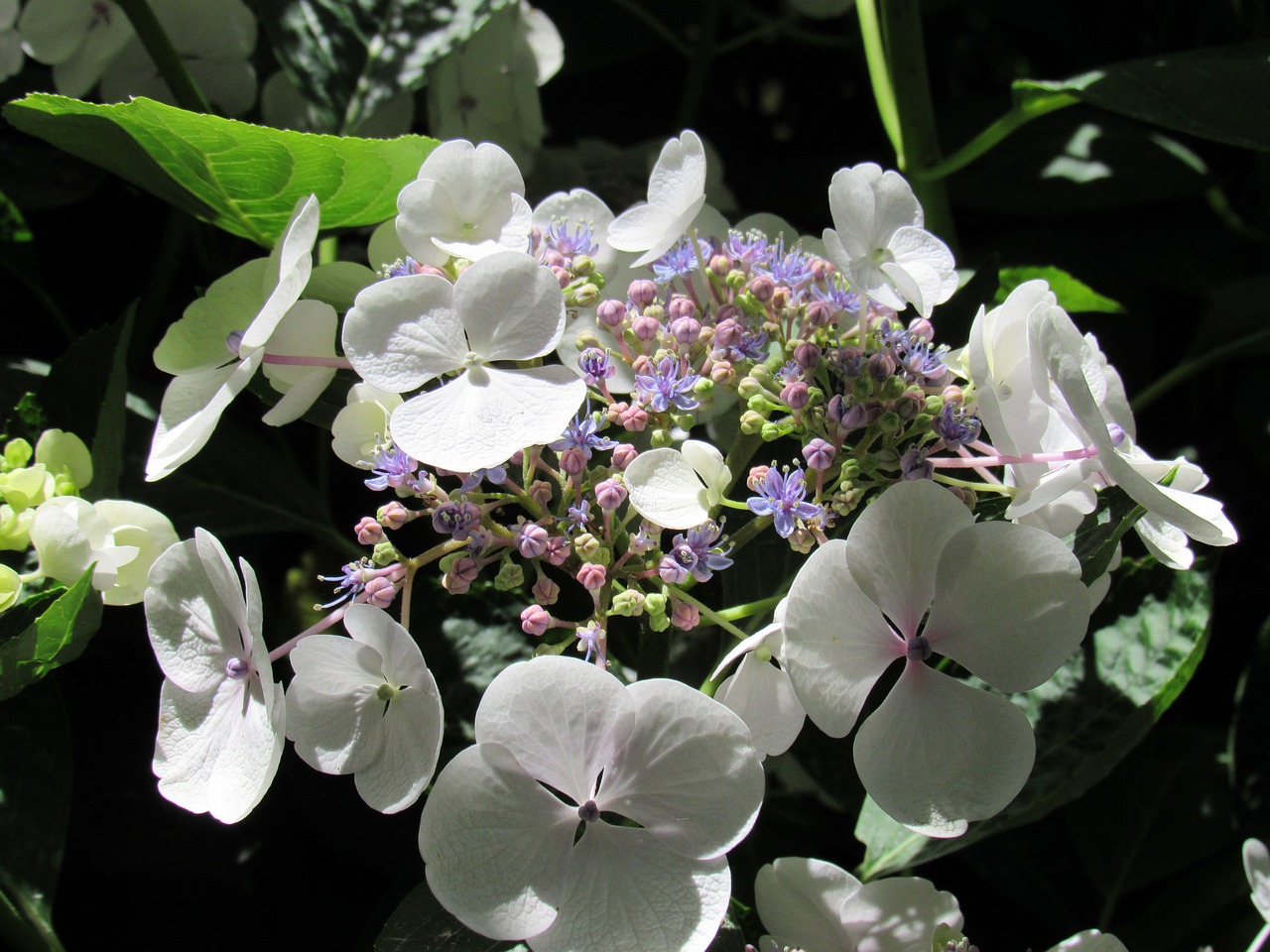 flower plant garden free photo