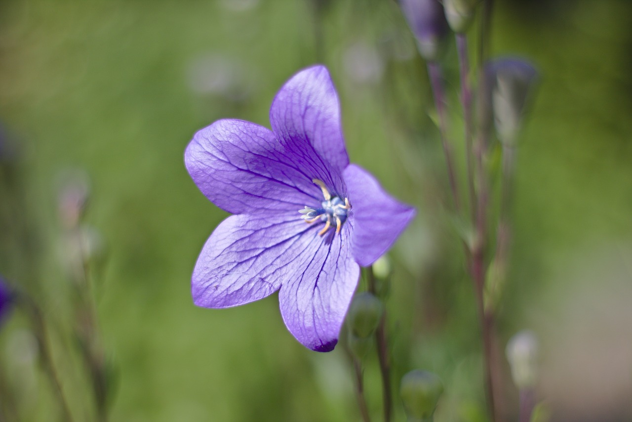 flower platycodon grandiflorum plant free photo