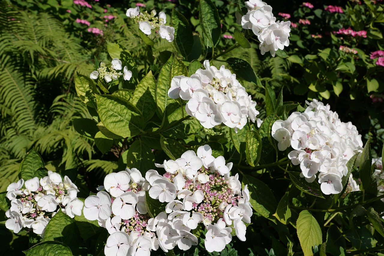 flower white plant free photo