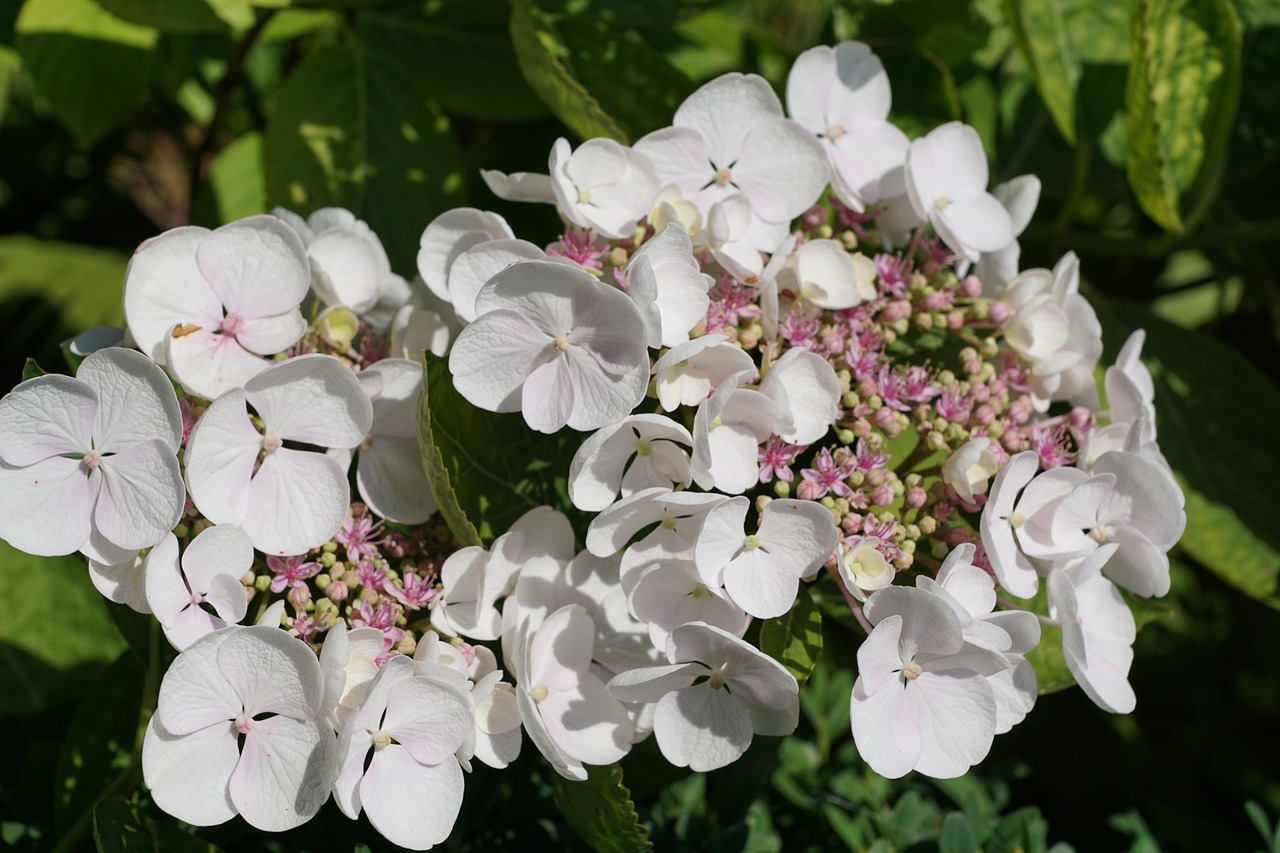 flower white plant free photo