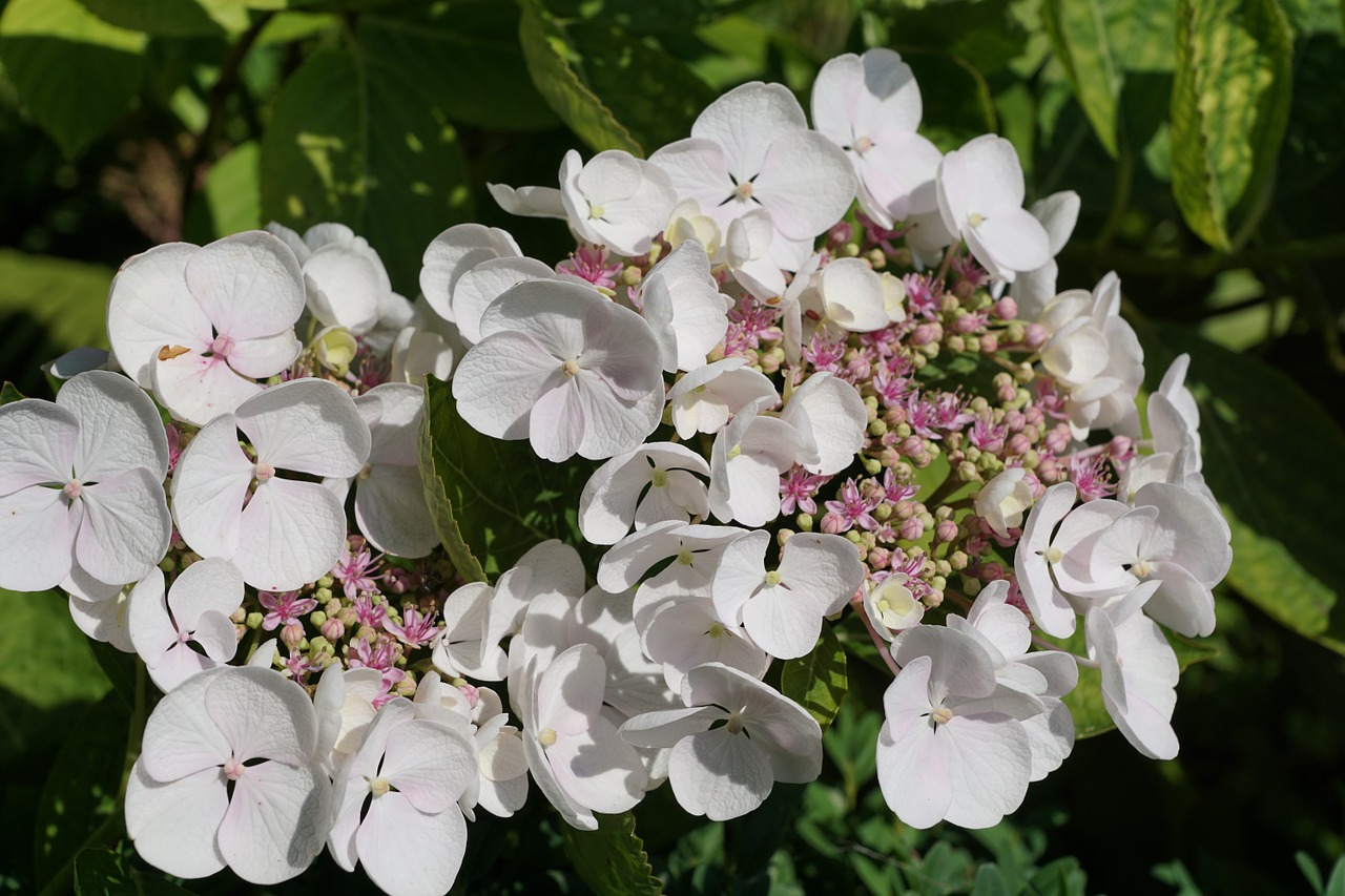 flower white plant free photo