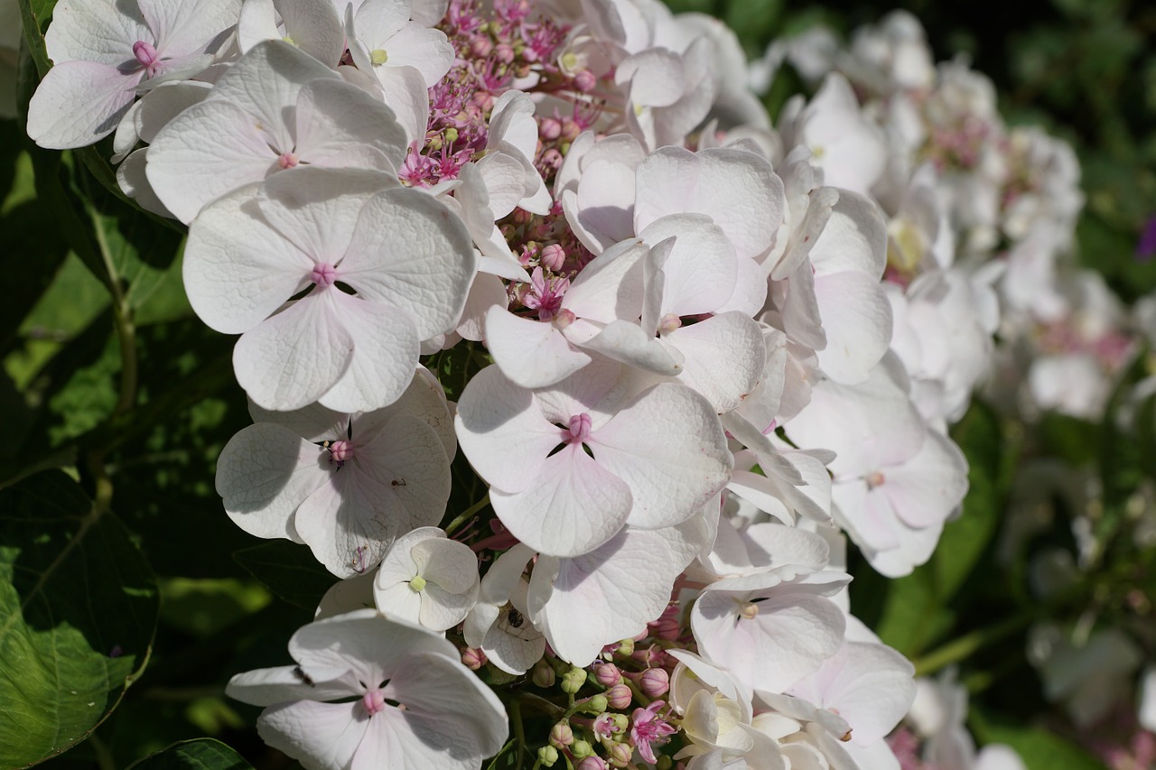 flower white plant free photo