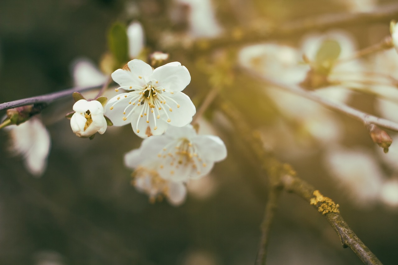 flower cherry spring free photo