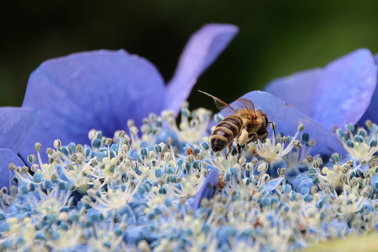 flower hydrangea bee free photo