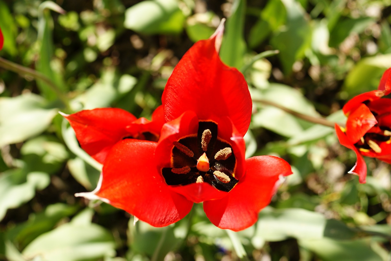 flower tulip red free photo