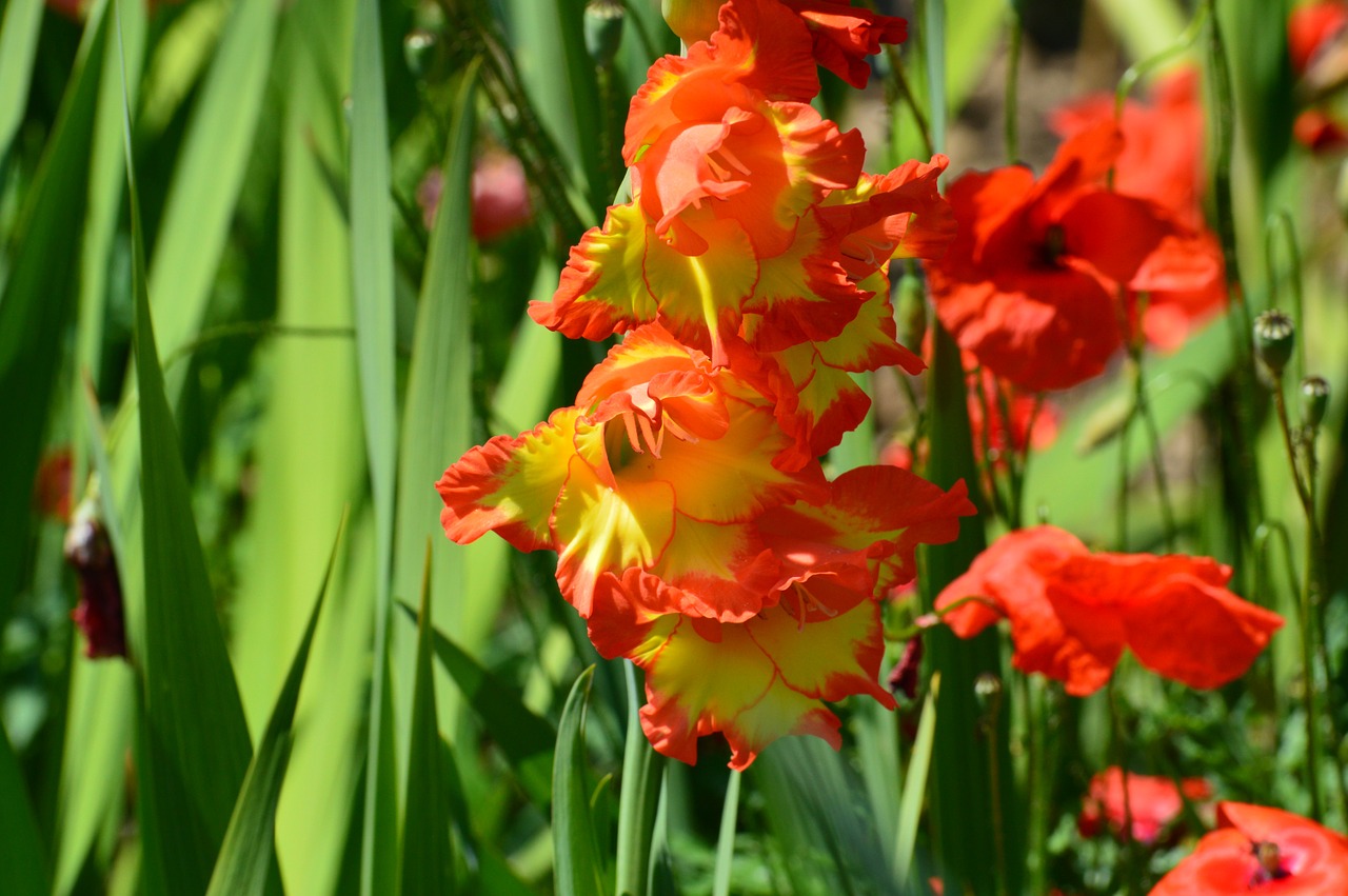 flower red yellow free photo