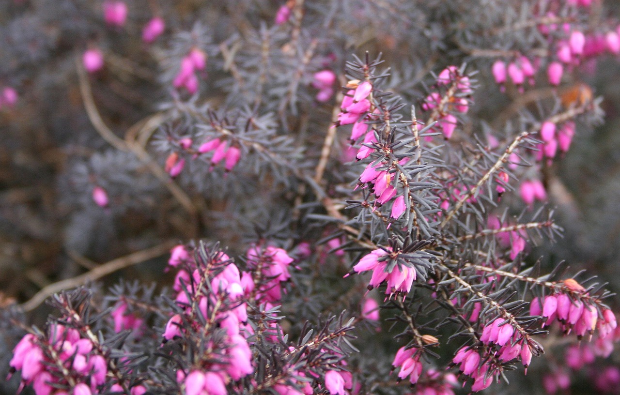 flower plant pink free photo