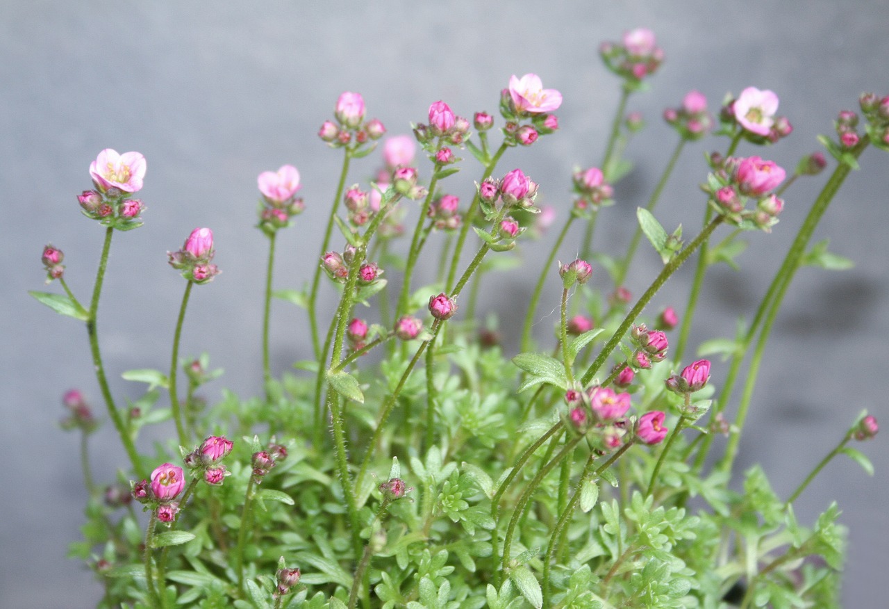 flower plant pink free photo