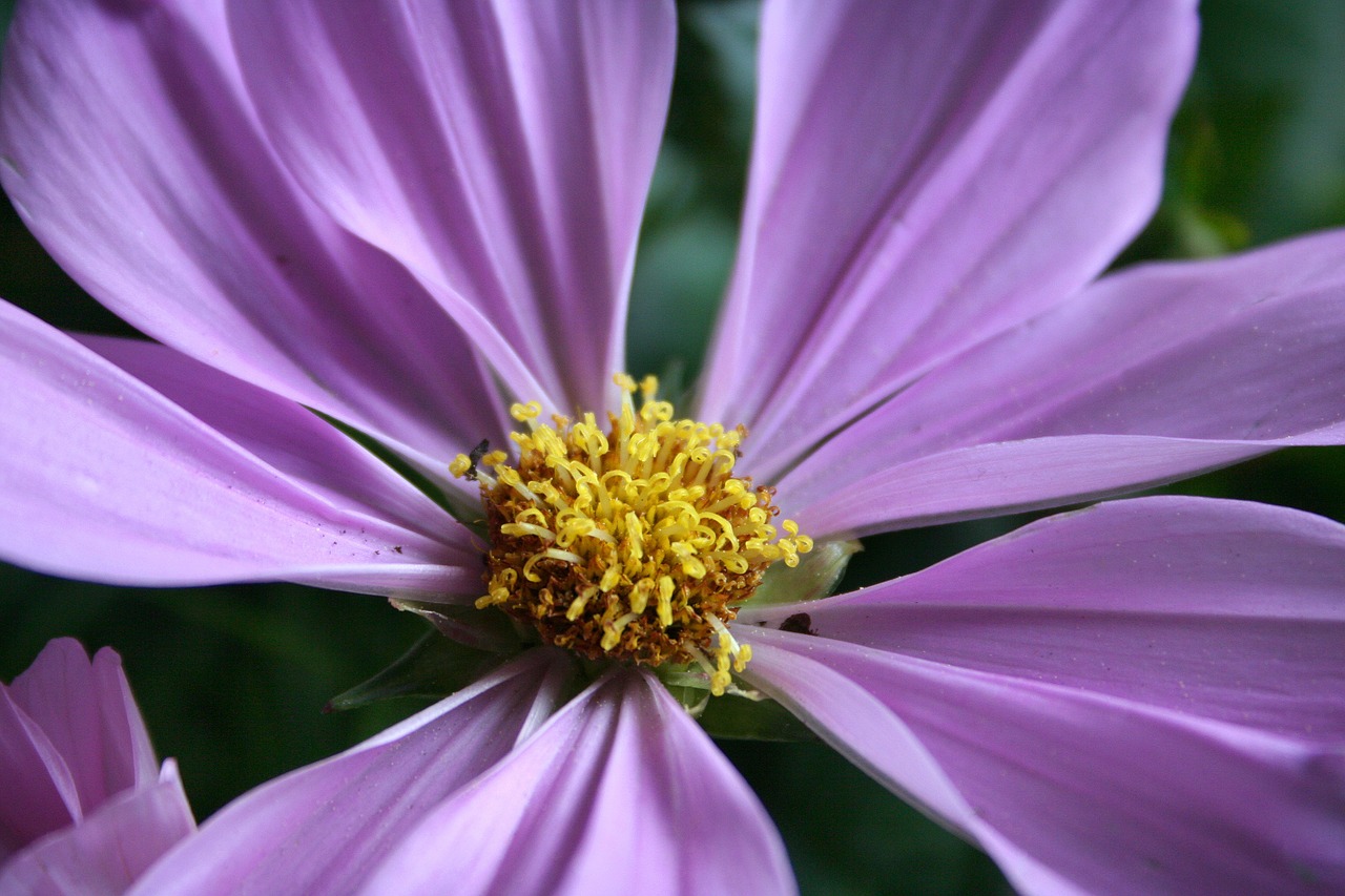 flower purple blossom free photo