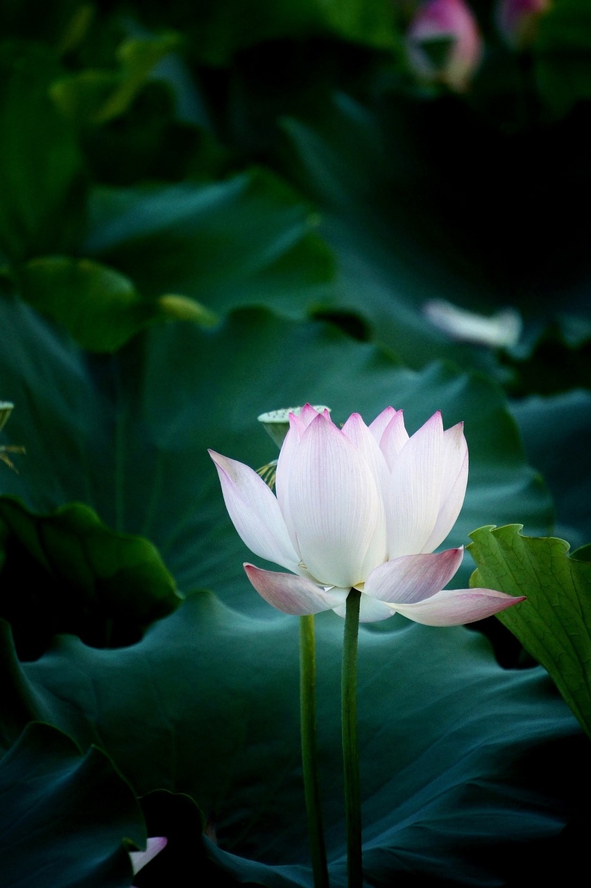 flower lotus natural free photo