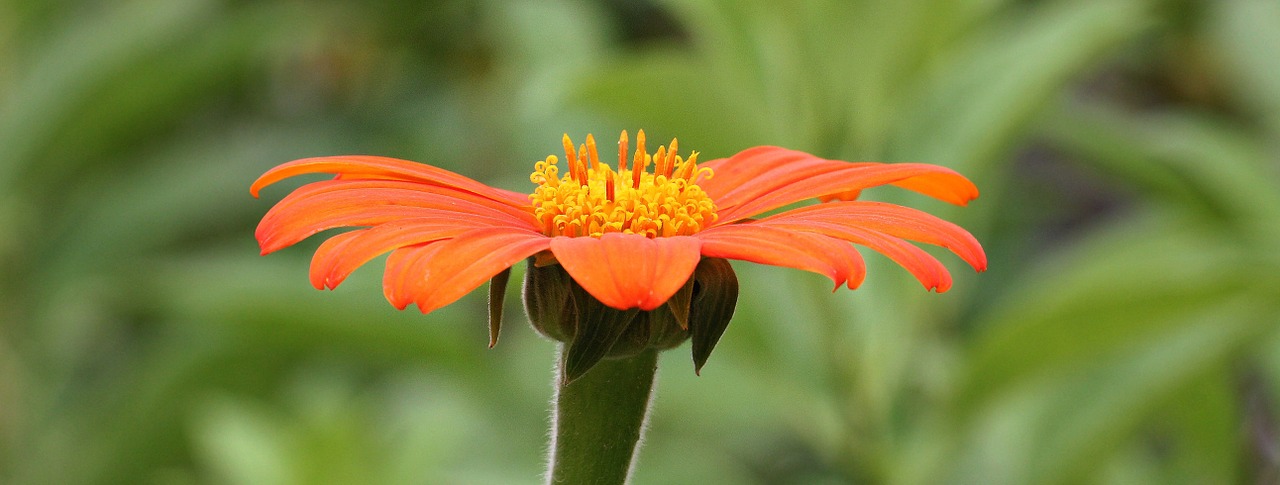 flower orange orange flowers free photo