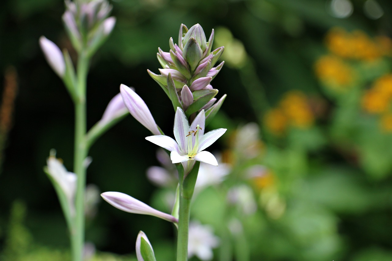 flower white white flower free photo