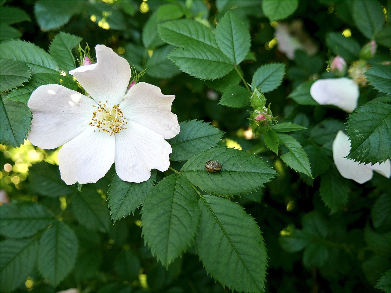 flower plant nature free photo