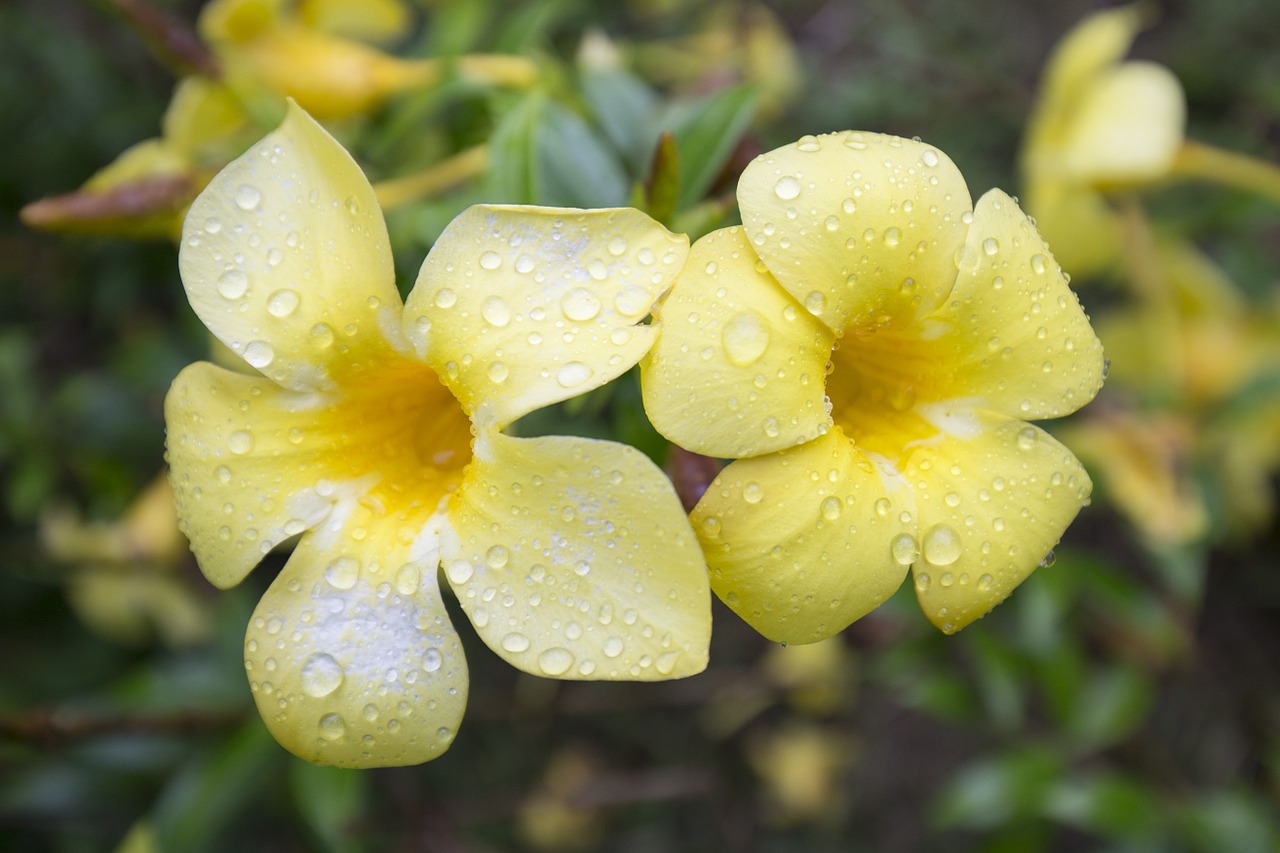 flowers yellow flowers fresh flowers free photo