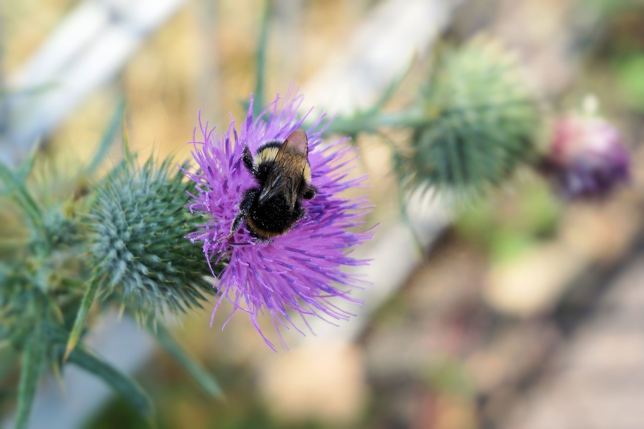 flower thistle blossom free photo