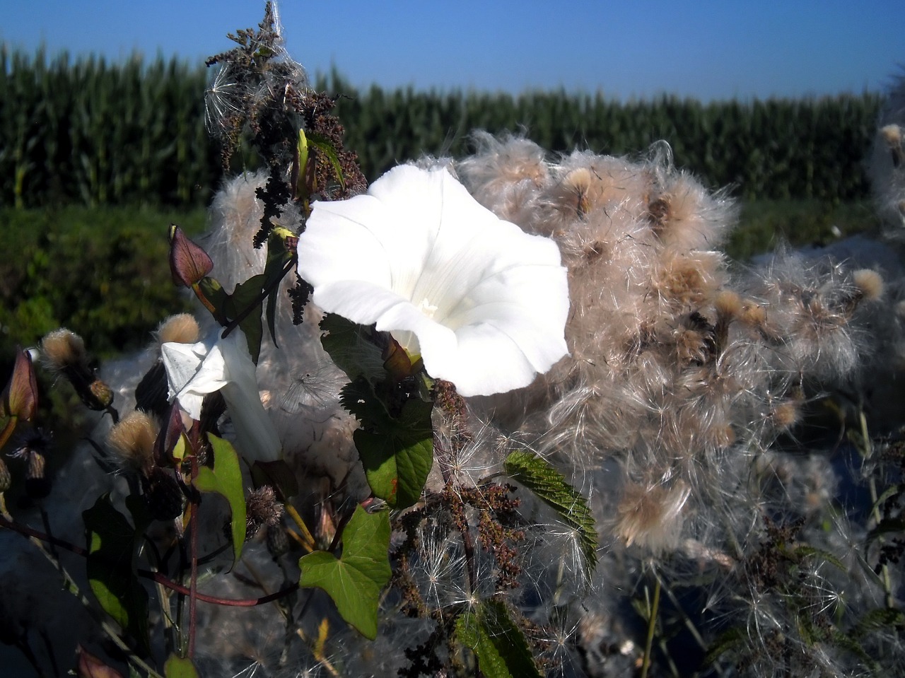 flower white water free photo