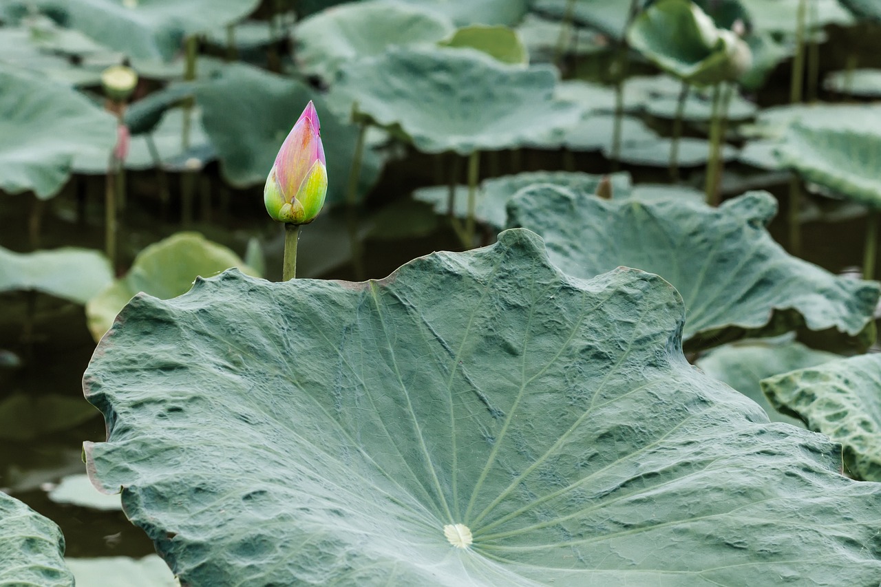 flower lotus home free photo