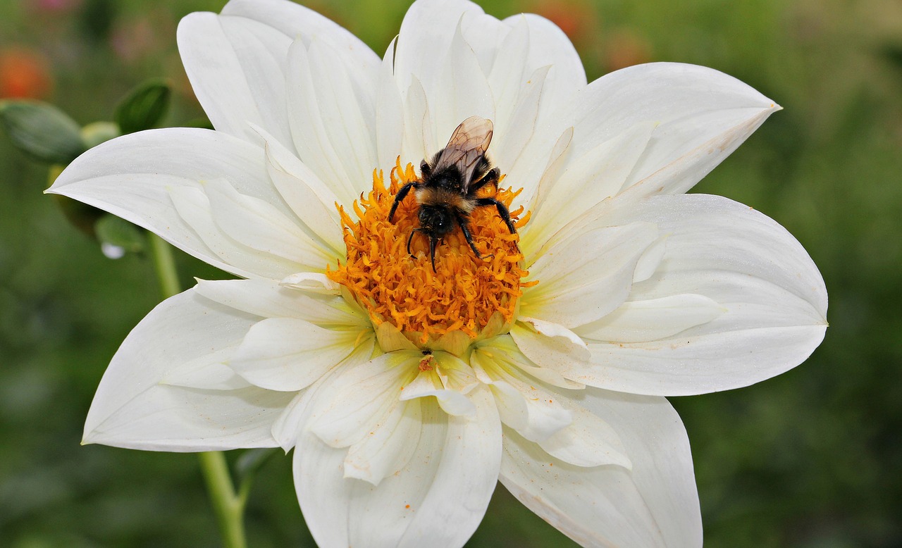 dahlia flower blossom free photo