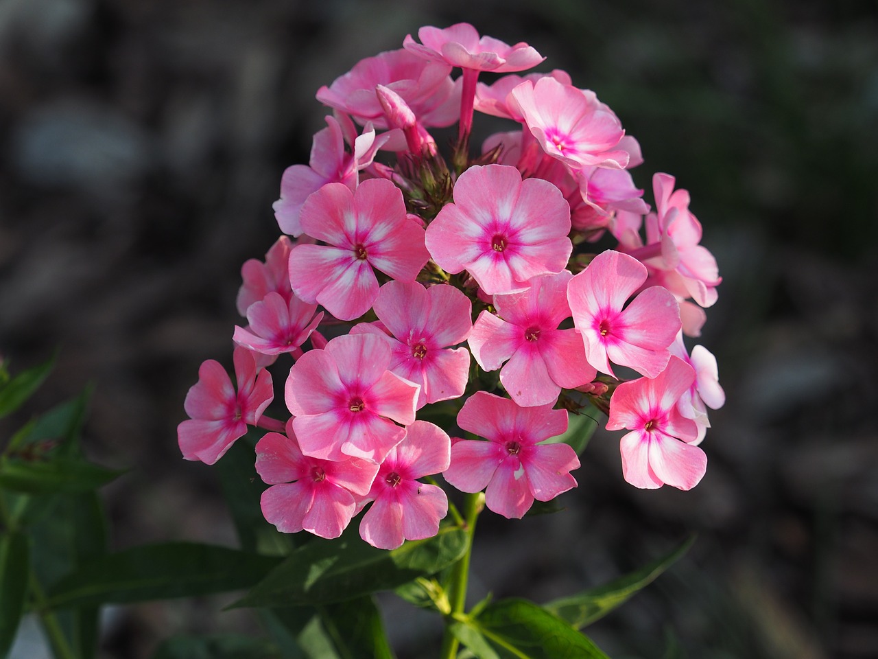 flower garden pink free photo