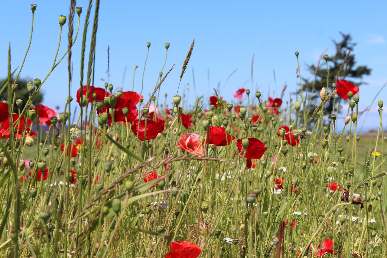 poppies flower bloom free photo