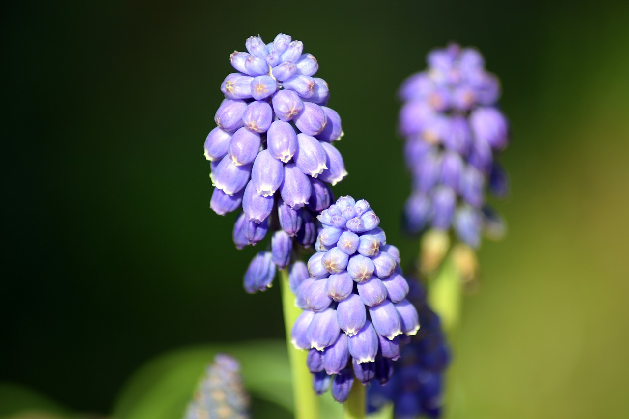 flower nature grape hyacinth free photo