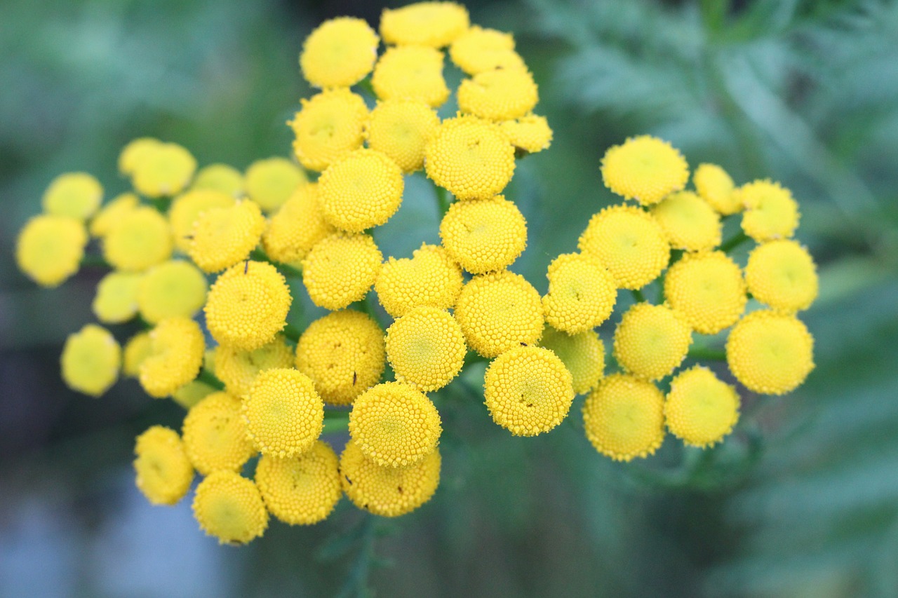 flower circle yellow free photo